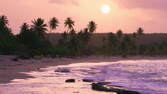 Beach sunset palm trees water free wallpaper - medium preview image