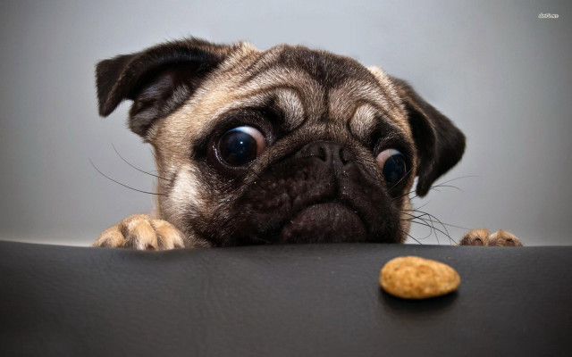 Pug dog looking table cookie free wallpaper - medium preview image