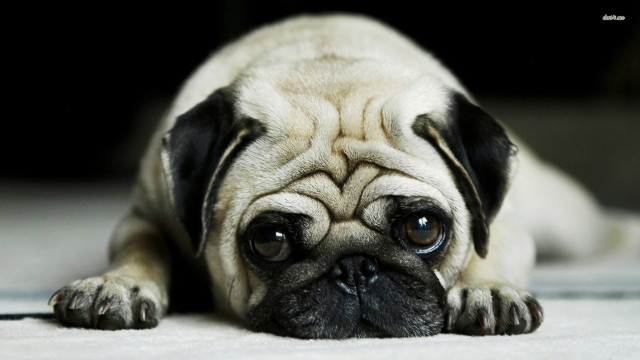 Small pug sad looking camera free wallpaper - medium preview image