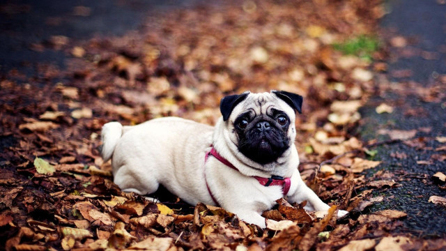 Small pug dog autumn leaves free wallpaper - medium preview image