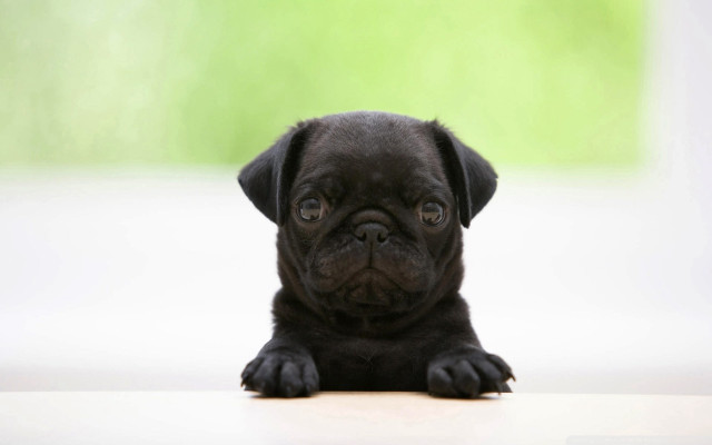 Black puppy sitting table sad free wallpaper - medium preview image