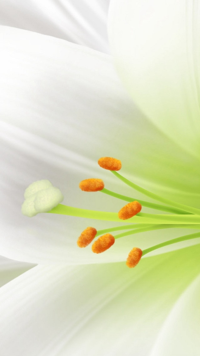 Close up white flower orange free wallpaper - medium preview image