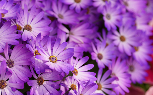 Purple flower vase red background free wallpaper - medium preview image