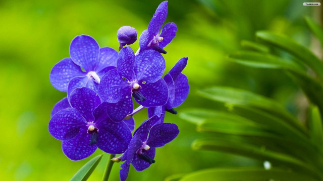Purple flower macro butterfly green free wallpaper - medium preview image