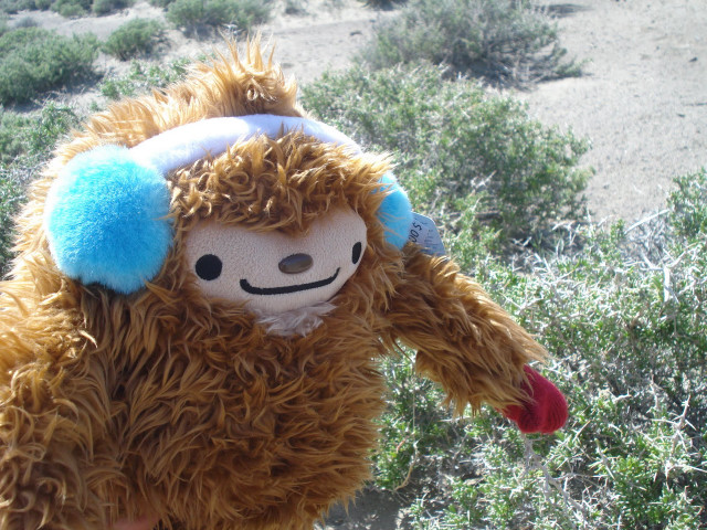 Stuffed animal blue ear tag free wallpaper - medium preview image