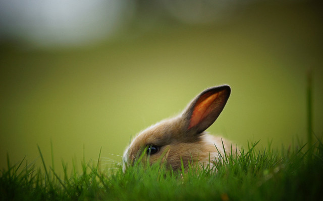 Rabbit sitting grass ears up free wallpaper - medium preview image