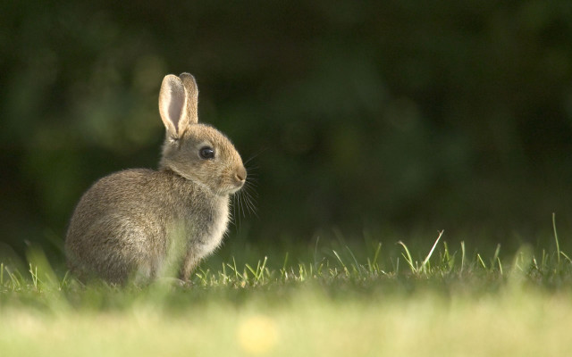 Rabbit sitting grass looking camera free wallpaper - medium preview image