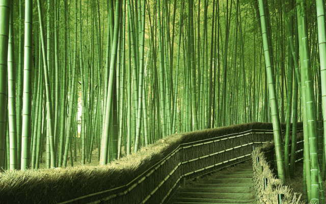 Bamboo forest path stairs person free wallpaper - medium preview image