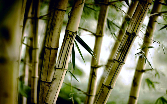 Bamboo tree green leaves blurry free wallpaper - medium preview image