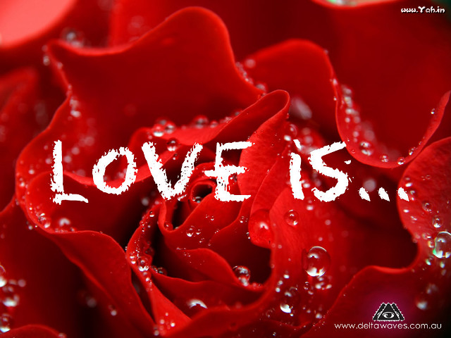 Red rose water droplets love free wallpaper - medium preview image