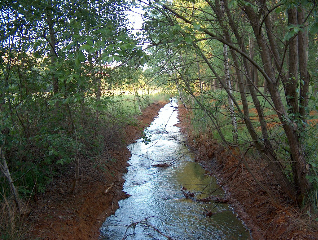 Stream forest trees grass nature free wallpaper - medium preview image