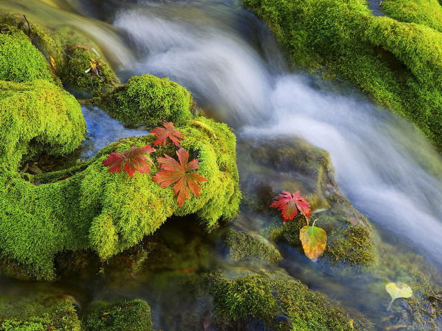 Stream lush forest leaves moss free wallpaper - medium preview image