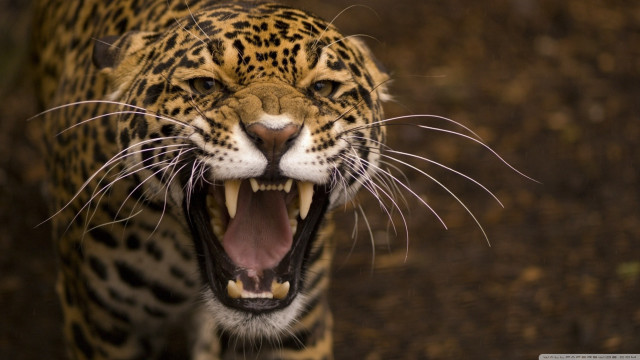Leopard closeup mouth open teeth #6 free wallpaper - medium preview image