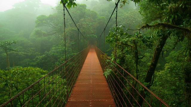 Suspension bridge jungle trees fog free wallpaper - medium preview image