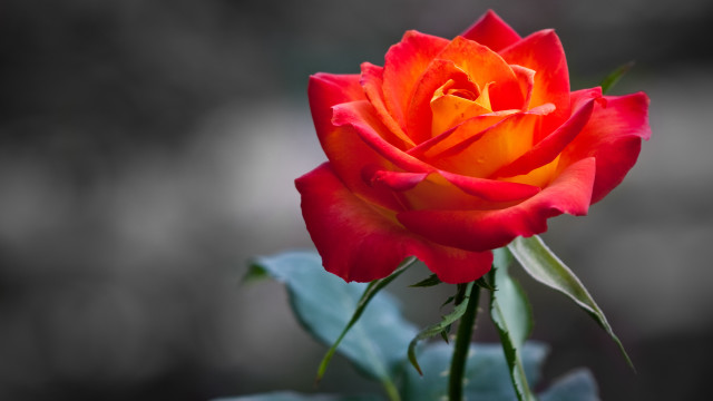 Red rose green leaves vase free wallpaper - medium preview image