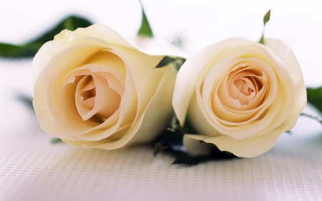 Two white roses sitting table free wallpaper - medium preview image
