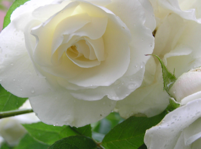 White rose water droplets petals #2 free wallpaper - medium preview image