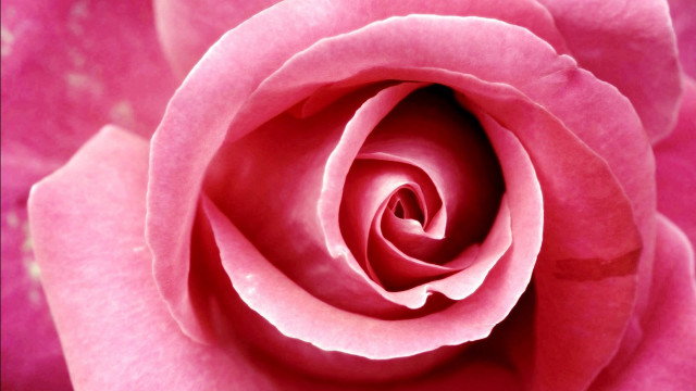 Pink rose closeup bud macro free wallpaper - medium preview image