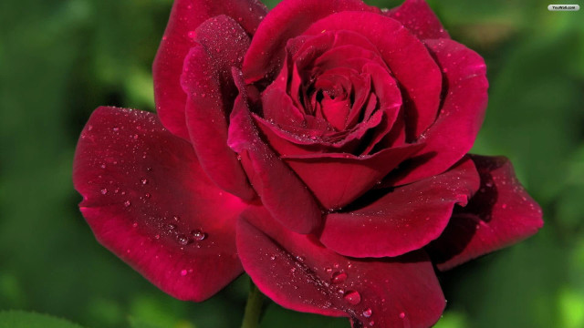 Red rose water droplets petals #5 free wallpaper - medium preview image