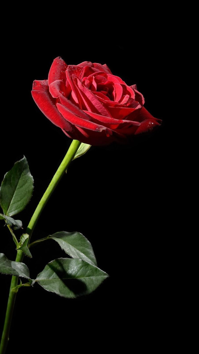 Red rose black background green free wallpaper - medium preview image