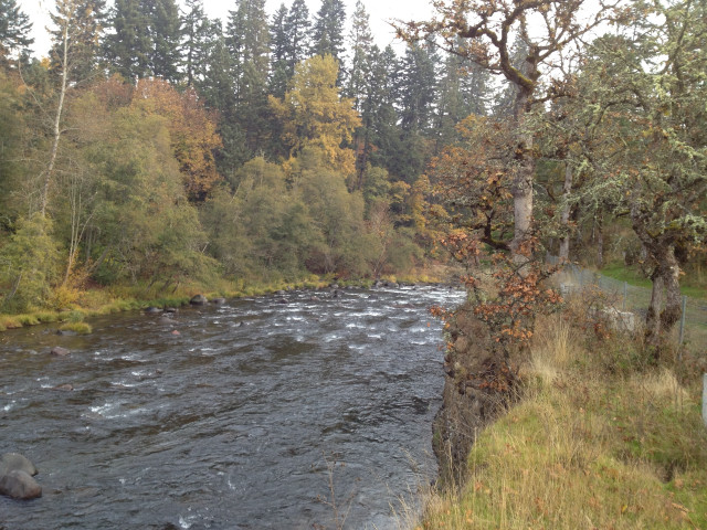 River trees bird flying forest free wallpaper - medium preview image