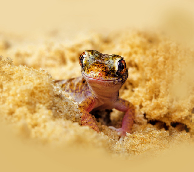 Small lizard desert macro autumn free wallpaper - medium preview image