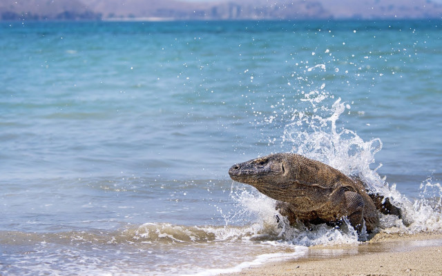 Turtle splashing water beach ocean free wallpaper - medium preview image