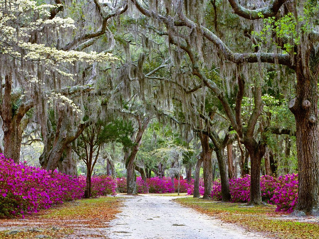 Purple flower dirt road forest free wallpaper - medium preview image