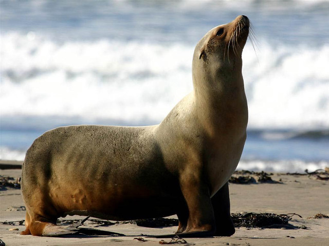 Seal beach ocean waves shore free wallpaper - medium preview image