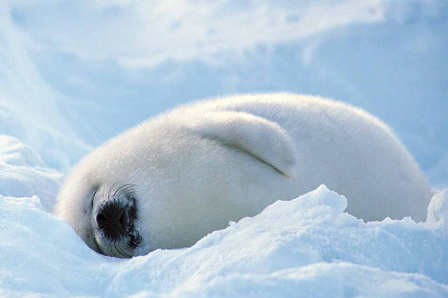 Polar bear sleeping snow head free wallpaper - medium preview image