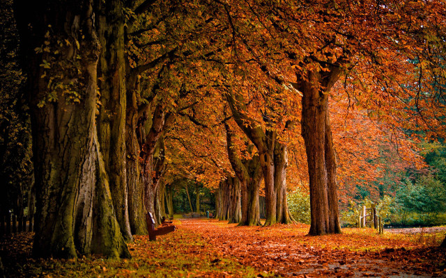 Tree lined path fallen leaves free wallpaper - medium preview image