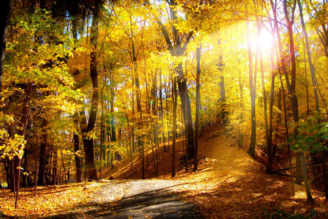 Path woods yellow leaves sun free wallpaper - medium preview image