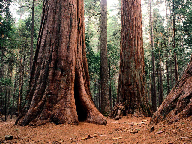 Forest trees dirt ground sky free wallpaper - medium preview image