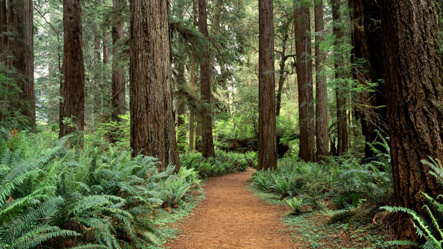 Forest path trees ferns dirt free wallpaper - medium preview image