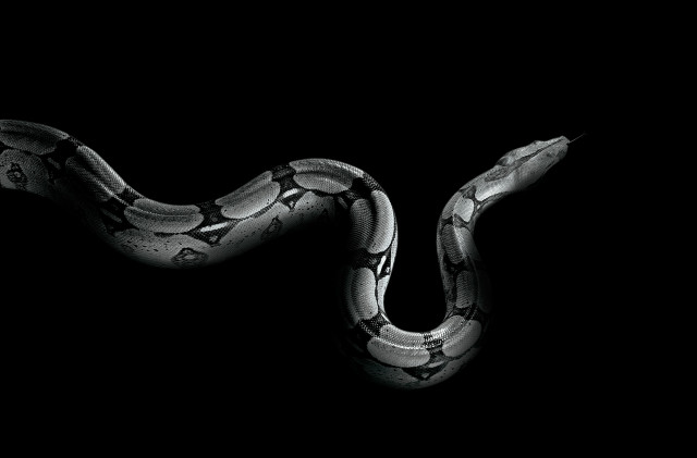 Snake dark tail curled head free wallpaper - medium preview image