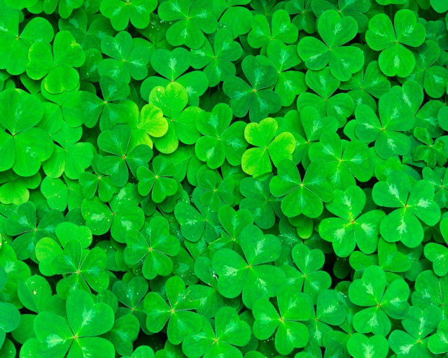 Green clovers leaves field grass free wallpaper - medium preview image
