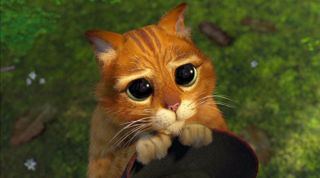 Cat big eyes holding hat free wallpaper - medium preview image