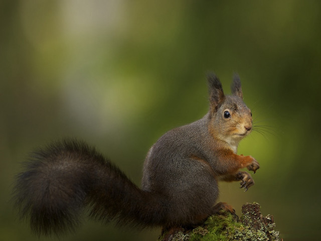 Squirrel sitting tree branch eating free wallpaper - medium preview image