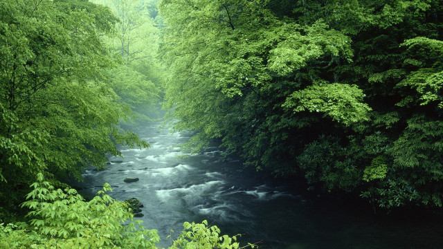 River lush forest trees bushes #3 free wallpaper - medium preview image