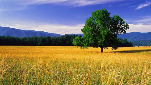 Lone tree tall grass mountains free wallpaper - medium preview image