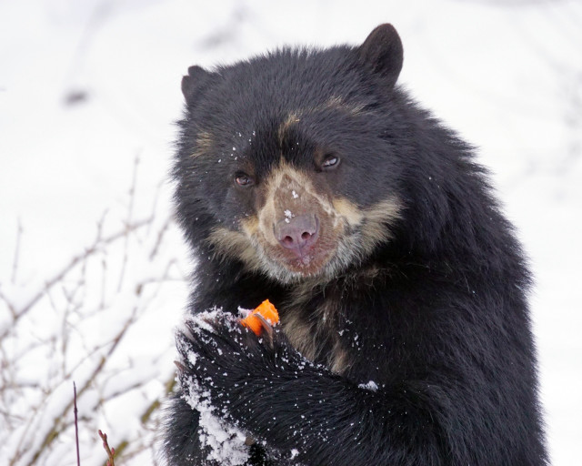 Black bear eating carrot snow free wallpaper - medium preview image