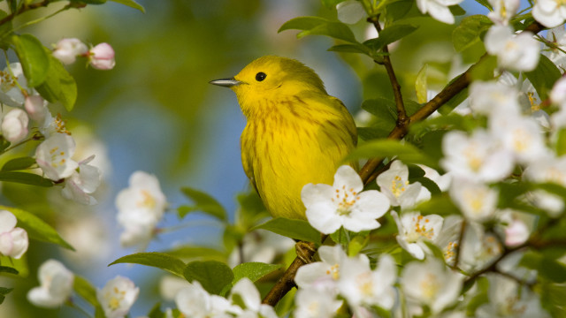Yellow bird branch white flowers free wallpaper - medium preview image