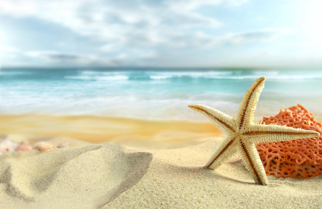 Starfish sandy beach ocean blue free wallpaper - medium preview image