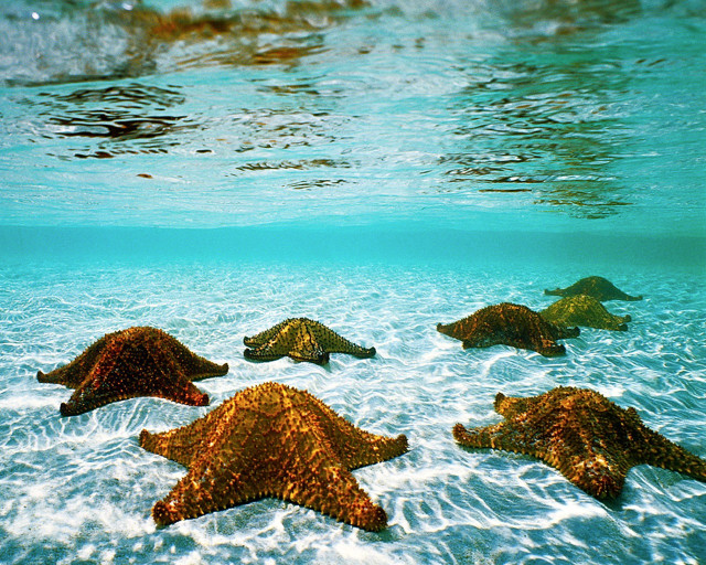 Starfish swimming sunlight person background free wallpaper - medium preview image