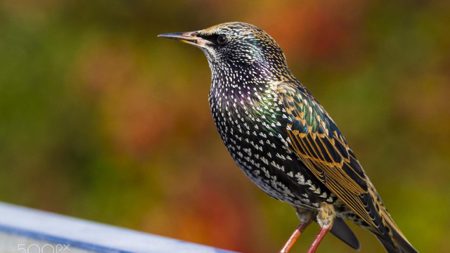 Colorful bird ledge building blurry free wallpaper - medium preview image