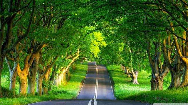 Road surrounded trees grass green free wallpaper - medium preview image
