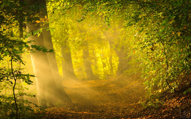 Wooded path trees leaves light #2 free wallpaper - medium preview image