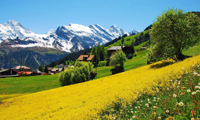 Yellow flower field mountain houses free wallpaper - medium preview image