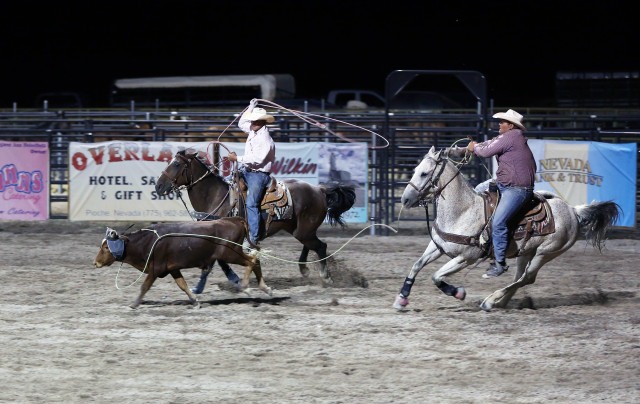 Rodeo night horses cattle western free wallpaper - medium preview image