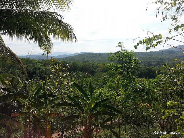 Tropical forest mountains trees blue free wallpaper - medium preview image